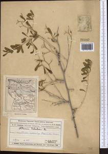 Nitraria schoberi L., Middle Asia, Muyunkumy, Balkhash & Betpak-Dala (M9) (Kazakhstan)