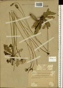 Hypochaeris radicata L., Eastern Europe, Western region (E3) (Russia)