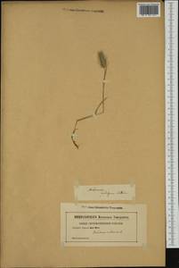 Hordeum secalinum Schreb., Western Europe (EUR) (Not classified)