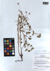 KUZ 001 574, Euphorbia microcarpa (Prokh.) Krylov, Siberia, Altai & Sayany Mountains (S2) (Russia)
