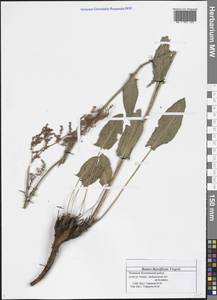 Rumex thyrsiflorus Fingerh., Eastern Europe, Middle Volga region (E8) (Russia)