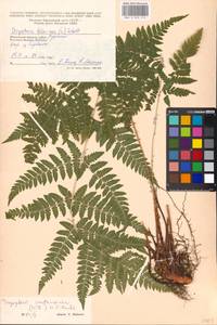 Dryopteris carthusiana (Vill.) H. P. Fuchs, Eastern Europe, Moscow region (E4a) (Russia)