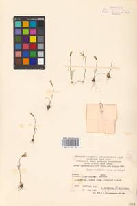 Gagea bulbifera (Pall.) Salisb., Eastern Europe, Lower Volga region (E9) (Russia)