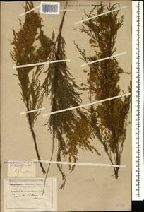 Tamarix ramosissima Ledeb., Caucasus, North Ossetia, Ingushetia & Chechnya (K1c) (Russia)
