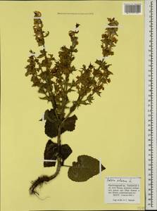 Salvia sclarea L., Caucasus, Krasnodar Krai & Adygea (K1a) (Russia)