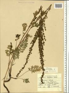 Artemisia tanacetifolia L., Eastern Europe, Central region (E4) (Russia)