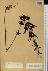 Urtica dioica var. holosericea Fr., Siberia, Russian Far East (S6) (Russia)