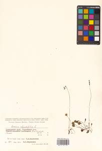 Drosera rotundifolia L., Siberia, Russian Far East (S6) (Russia)