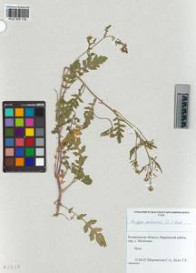 KUZ 005 132, Rorippa palustris (L.) Besser, Siberia, Altai & Sayany Mountains (S2) (Russia)