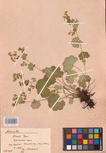 Alchemilla nemoralis Alechin, Eastern Europe, Eastern region (E10) (Russia)