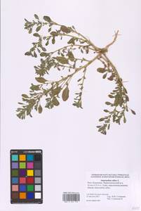 Amaranthus albus L., Eastern Europe, Lower Volga region (E9) (Russia)