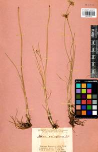 Allium anisopodium Ledeb., Siberia, Baikal & Transbaikal region (S4) (Russia)
