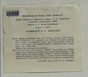 Ptychostomum pallescens (Schleich. ex Schwägr.) J.R. Spence, Bryophytes, Bryophytes - Karelia, Leningrad & Murmansk Oblasts (B4) (Russia)