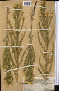 Rhaponticum repens (L.) Hidalgo, Middle Asia, Western Tian Shan & Karatau (M3) (Kazakhstan)