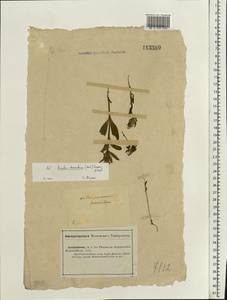 Arnebia decumbens (Vent.) Coss. & Kralik, Eastern Europe, Lower Volga region (E9) (Russia)