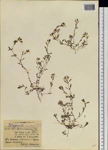 Polygonum humifusum Mert. ex C. Koch, Siberia, Western Siberia (S1) (Russia)