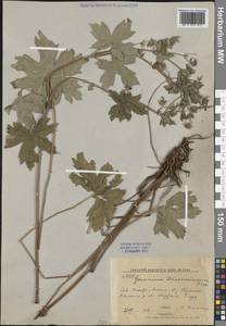 Geranium wlassovianum Fisch. ex Link, Siberia, Russian Far East (S6) (Russia)