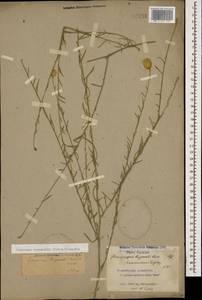 Psephellus ruprechtii (Boiss.) Greuter, Caucasus, Dagestan (K2) (Russia)