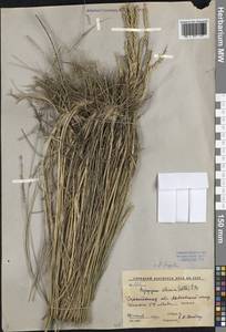 Agropyron fragile (Roth) P.Candargy, Eastern Europe, Lower Volga region (E9) (Russia)