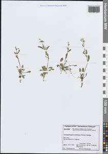 Arabidopsis lyrata subsp. petraea (L.) O'Kane & Al-Shehbaz, Siberia, Central Siberia (S3) (Russia)