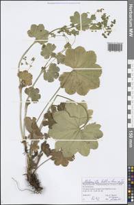 Alchemilla baltica Sam. ex Juz., Eastern Europe, Volga-Kama region (E7) (Russia)