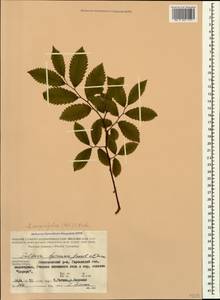 Zelkova carpinifolia (Pall.) C. Koch, Caucasus, Azerbaijan (K6) (Azerbaijan)