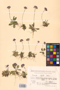 Primula algida Adams, Middle Asia, Middle Asia (no precise locality) (M0)