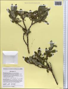 Salix glauca L., Eastern Europe, Northern region (E1) (Russia)