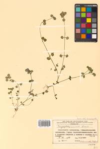 Chrysosplenium ramosum Maxim., Siberia, Russian Far East (S6) (Russia)