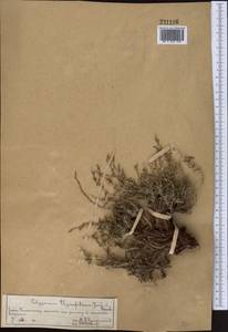 Polygonum paronychioides C. A. Mey., Middle Asia, Western Tian Shan & Karatau (M3) (Kazakhstan)