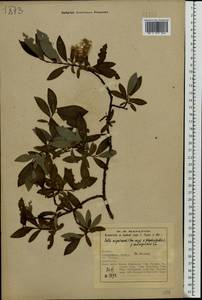 Salix myrsinifolia × phylicifolia, Eastern Europe, Northern region (E1) (Russia)