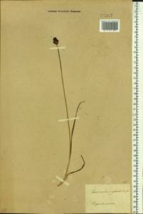 Carex melanocephala Turcz., Siberia, Baikal & Transbaikal region (S4) (Russia)
