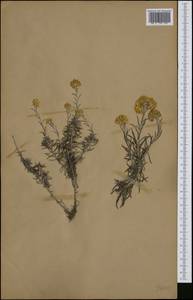 Helichrysum stoechas (L.) Moench, Western Europe (EUR) (Spain)