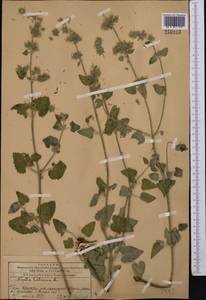 Nepeta cataria L., Middle Asia, Western Tian Shan & Karatau (M3) (Kazakhstan)