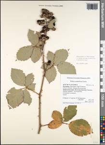 Rubus procerus P. J. Müll. ex Genev., Western Europe (EUR) (Bulgaria)