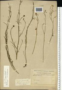 Sisymbrium polymorphum (Murray) Roth, Eastern Europe, Middle Volga region (E8) (Russia)