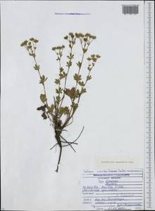 Potentilla taurica Willd. ex Schltdl., Caucasus, North Ossetia, Ingushetia & Chechnya (K1c) (Russia)