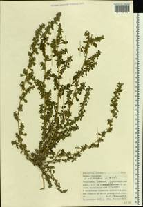Amaranthus blitum L., Eastern Europe, Lower Volga region (E9) (Russia)