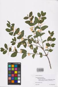 Lonicera tatarica L., Eastern Europe, Central forest-and-steppe region (E6) (Russia)