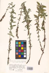 Hyssopus officinalis L., Eastern Europe, Moscow region (E4a) (Russia)