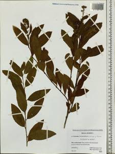 Spiraea salicifolia L., Siberia, Russian Far East (S6) (Russia)