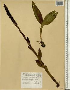 Satyrium coriophoroides A.Rich., Africa (AFR) (Ethiopia)