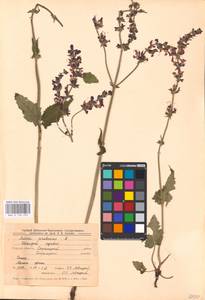 MHA 0 156 292, Salvia pratensis L., Eastern Europe, Central forest-and-steppe region (E6) (Russia)