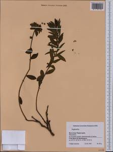 Euphorbia, Western Europe (EUR) (Montenegro)