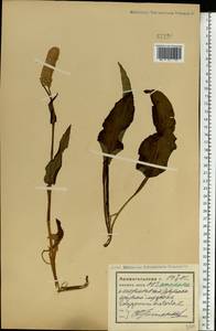Bistorta officinalis subsp. officinalis, Eastern Europe, Northern region (E1) (Russia)