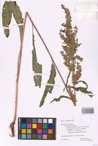 Rumex longifolius DC., Eastern Europe, Central region (E4) (Russia)