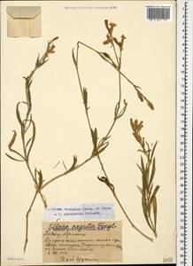 Silene sisianica Boiss. & Buhse, Caucasus, Armenia (K5) (Armenia)