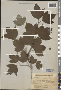 Viburnum sargentii Koehne, Siberia, Russian Far East (S6) (Russia)