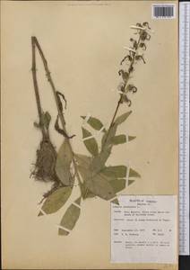 Lobelia cardinalis L., America (AMER) (Not classified)