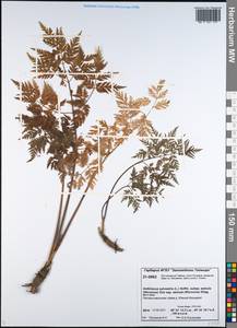 Anthriscus sylvestris subsp. sylvestris, Siberia, Central Siberia (S3) (Russia)